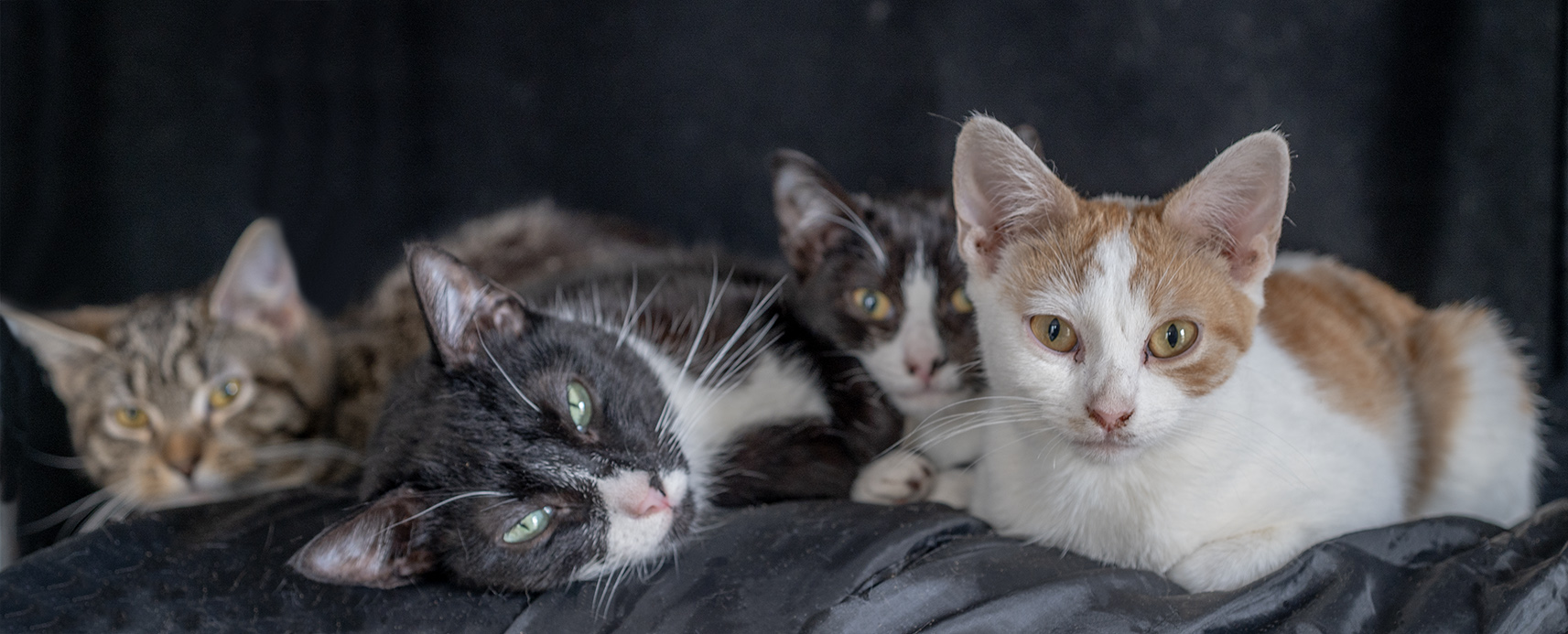 ace hearts photography cat nyc